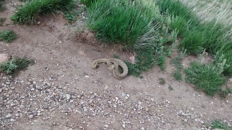 Keep on the lookout for rattlesnakes. They live here and can occasionally be seen on the trails.