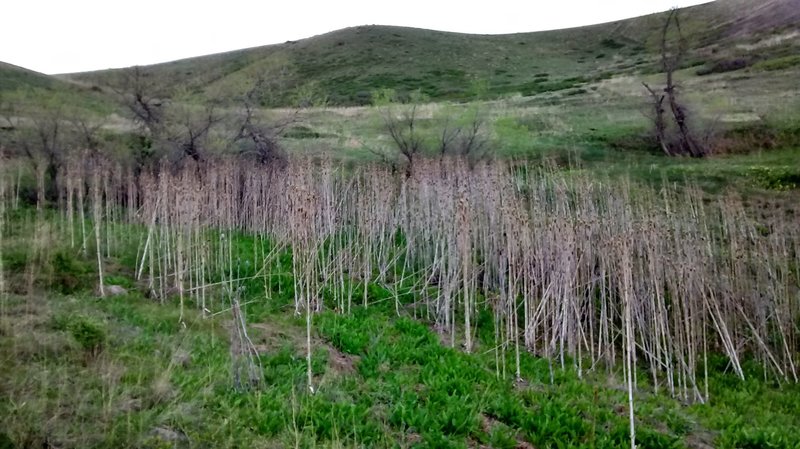 This area is very green in the spring.