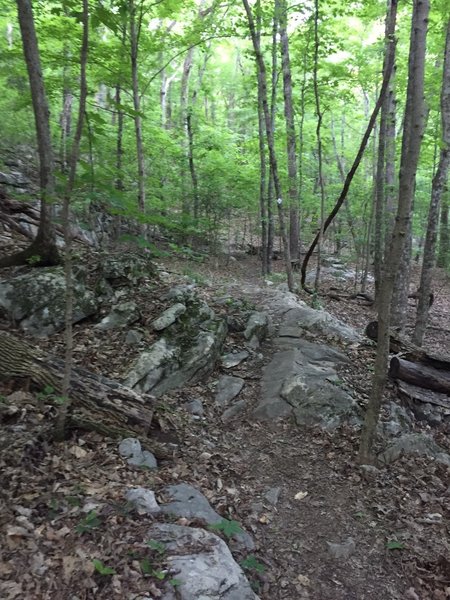 Trail is easily followed but there are a lot of rocks to trip over