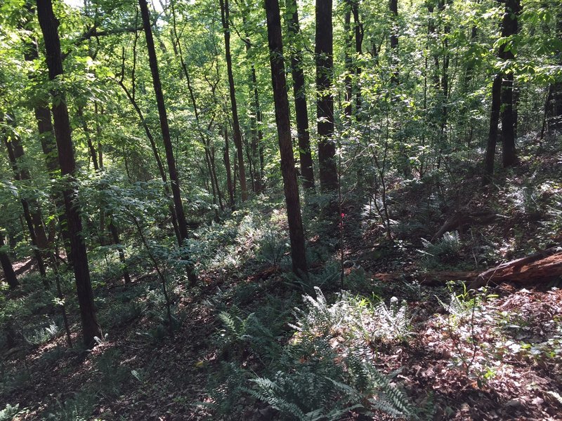 View looking from the fairway.  You can see that there is not a clear path.