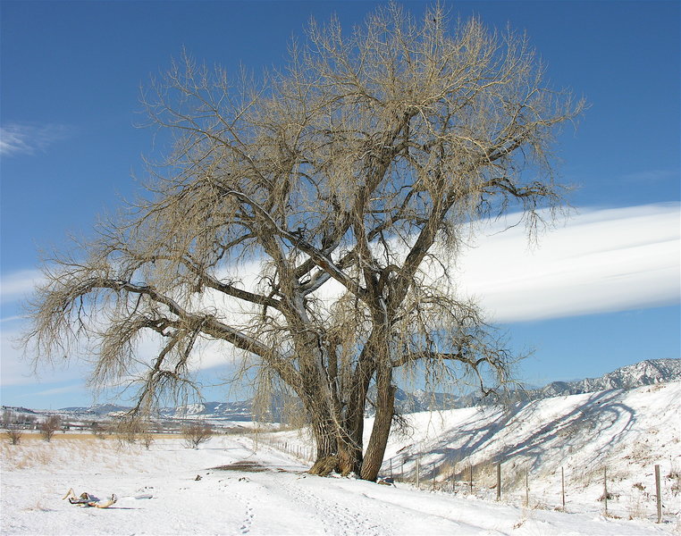 Favorite tree along the Dry Creek Trail