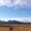 Open plains, horses, and cows combine to make this section of trail mellow and peaceful.