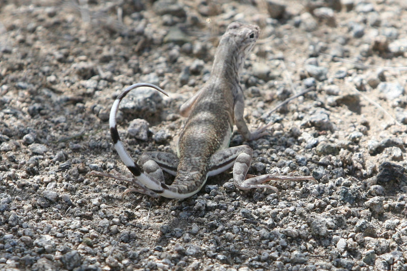 Zebratail Lizard (Callisaurus draconoides)