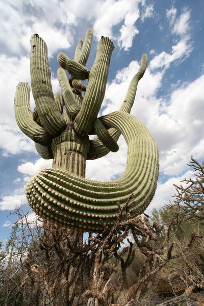 Funky Saguaro