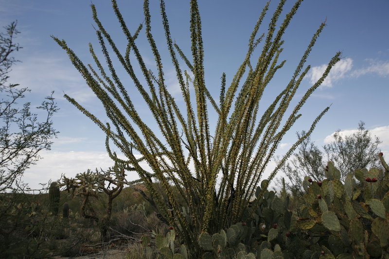 Ocotillo Fouquieria splendens - on the Sendero Esperanza Trail