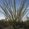 Ocotillo Fouquieria splendens - on the Sendero Esperanza Trail