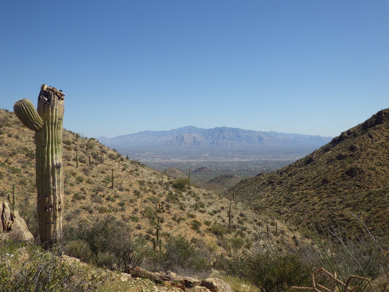 Looking back through the canyon toward the Santa Catalina Mountains. Sweetwater Trail can be seen on the slope of the canyon wall to the right.