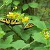 Butterflies on Monte Sano