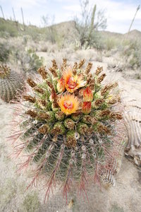 Flowering cactus!
