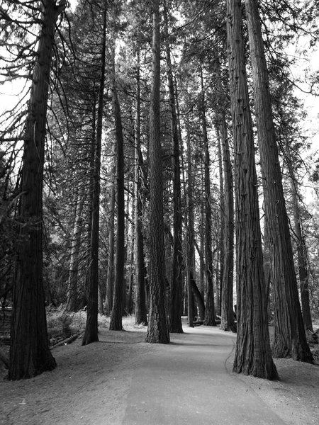 Tall trees along Lower Yosemite Falls Trail.