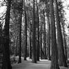 Tall trees along Lower Yosemite Falls Trail.