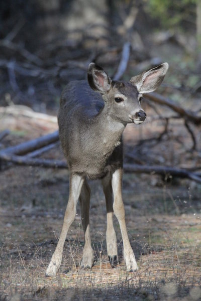 A faun just off of Lower Yosemite Falls Trail.