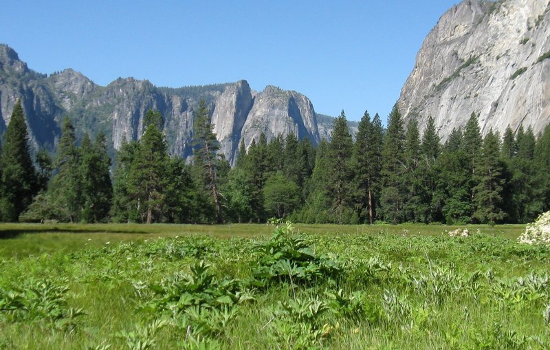 Cook's meadow