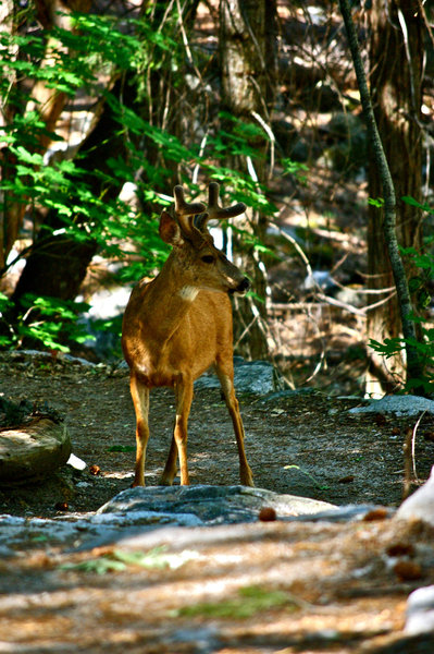 Meeting the deer in Yosemite Valley