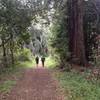 Redwood trees of Andrew Molera State Park