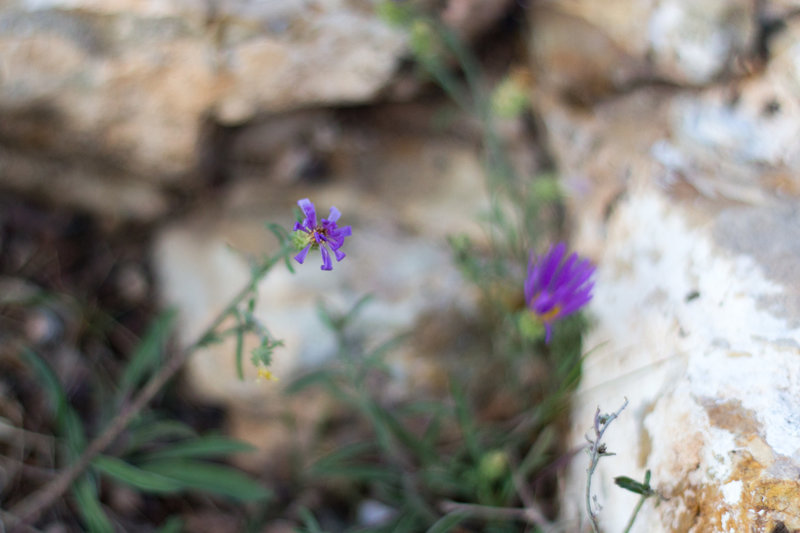 Wildflowers on the South Rim