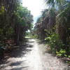 Portion of the trail lined with palm trees.