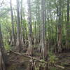 Mangrove Forest