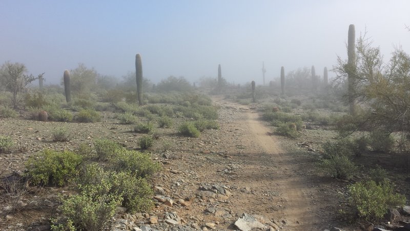 A rare run of foggy weather in the desert