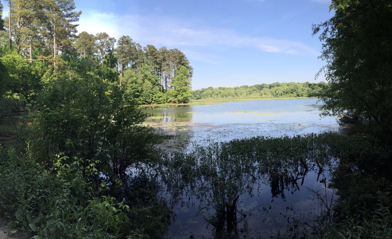 Blackwell Swamp