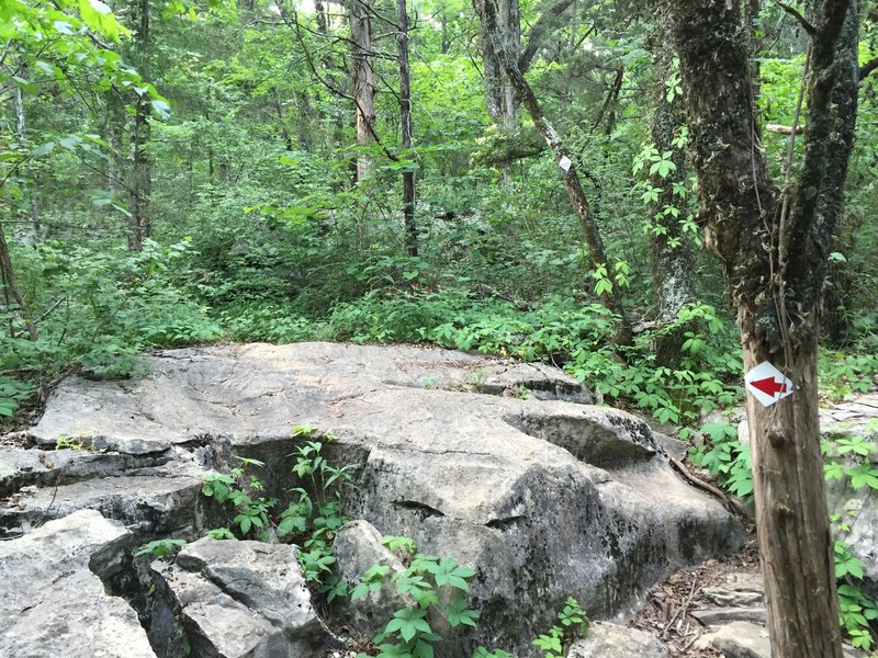 Large rocks that are a part of most all of the trails on Rainbow.  Can make it difficult to follow the trail at times.