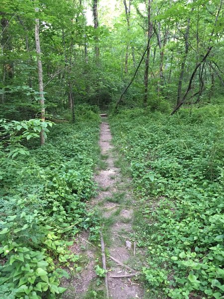 One of the few easy sections of trail on the entire mountain.