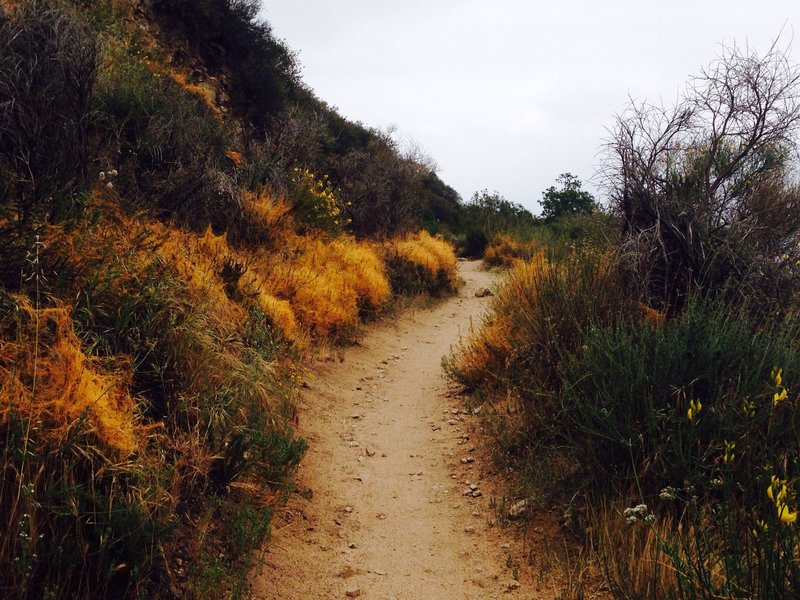 Flat, sandy trail and lovely flora along the link trail.