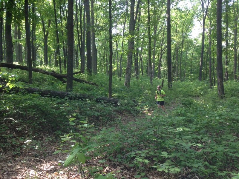 Covering a typical section of the Dry Prong Trail. It's a nice diversion from the busy main trail.