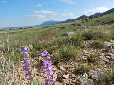 The trail won't stay this green and lush in the summer!