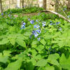 The bluebonnets blooming in the spring is a special treat. They only last a short while at this one particular spot.