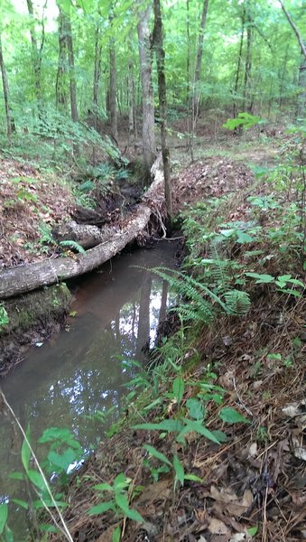 Passing alongside the creek