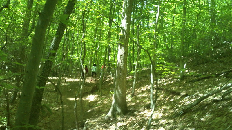 Just some woods and people on the Laurel Trail!