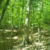 Just some woods and people on the Laurel Trail!