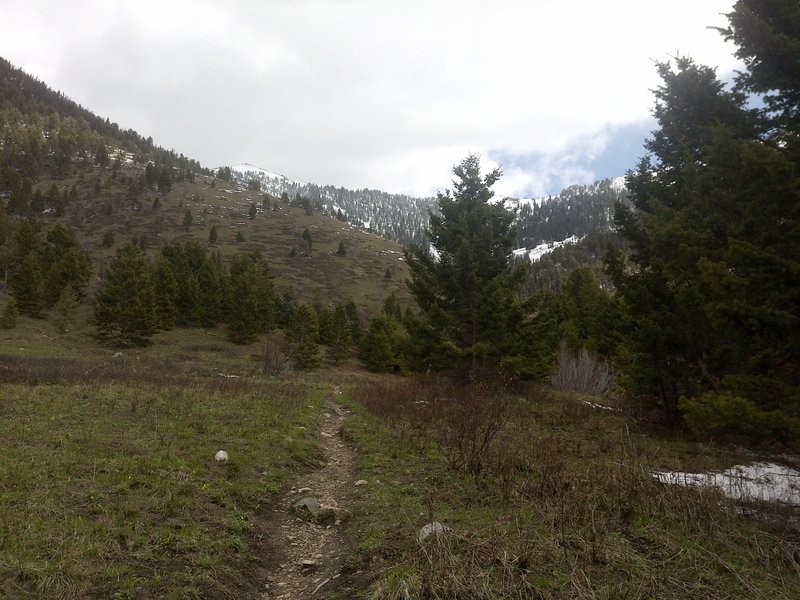 Along the Middle Cottonwood Creek trail, in the Bridgers outside Bozeman, MT