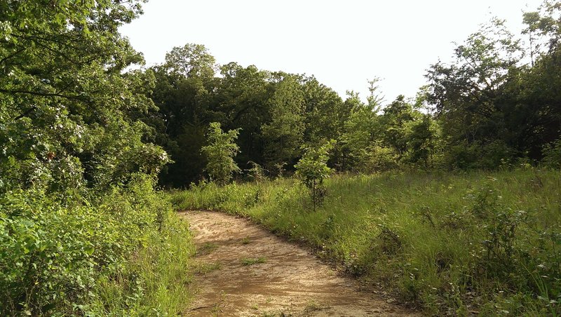 Sunniest opening of the trail