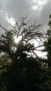 Bird of prey flees the area