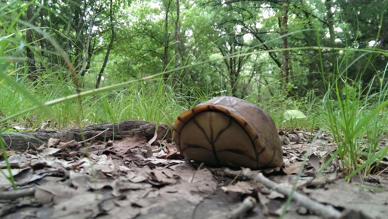 Sharing the trail