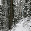 Lava Lake trail is a great trail.