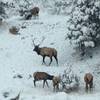 An elk herd in Genesee Park.  Great place for cross country skiing too.