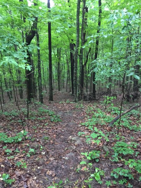 Downhill going into Big Cat Tract if you are coming from Mckay Hollow