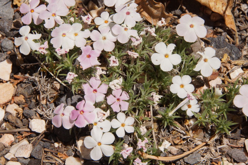 Some blooming wildflowers on the Cape Royal Trail.