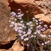 Desert flowers