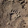 YES..that is a bear paw print! Seen on 12/6/14. You can also see a deer hoof print on the upper right corner. Looks like he was following the dear!