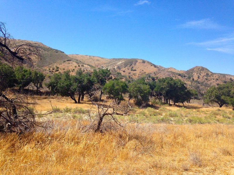 The bottom of the trail is pretty typical California chaparral.