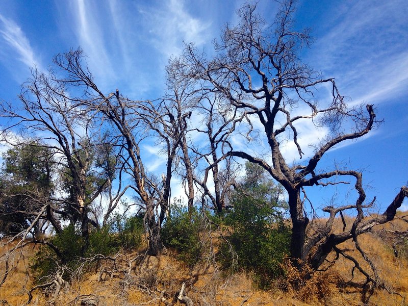 Some great trees along the trail.