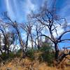 Some great trees along the trail.