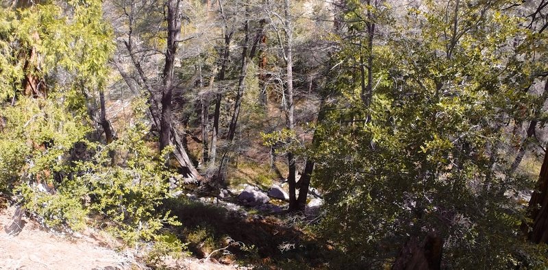 Looking down into the creek from the trail