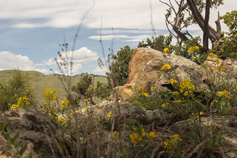 Spring wildflowers on top of the ridge.