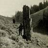 A very old of photo of one of the petrified trunks.