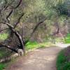 A shaded switchback on an easy part of Schabarum Trail